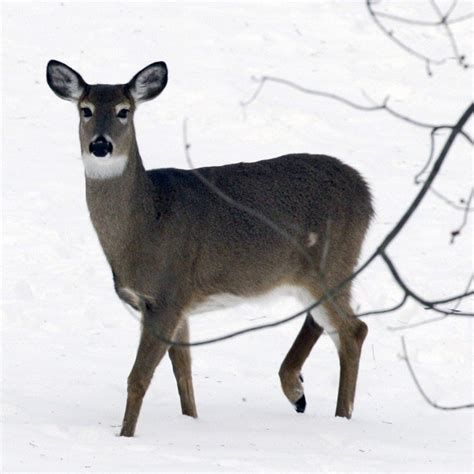 Discovery Of Omicron In New York Deer Raises Concern Over Possible New