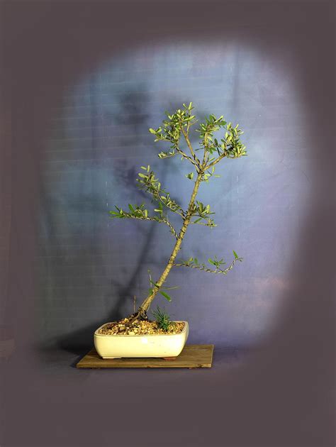 Sand Live Oak Bonsai Tree Stay Safe Collection From Livebonsaitree