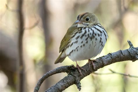 Ovenbirds Nesting Low Migrating Far Central Indiana Land Trust