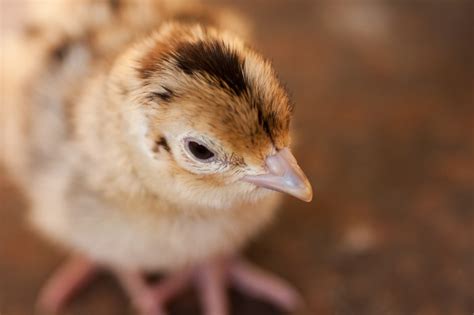 Raising Pheasants — Publications