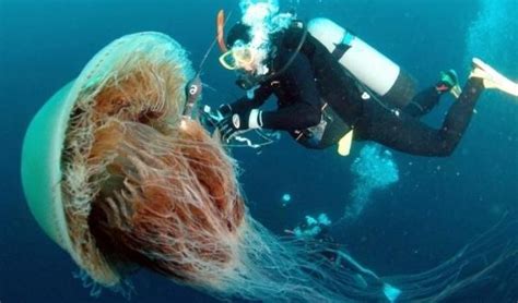 The Largest Jellyfish In The World Biggest Jellyfish Ever