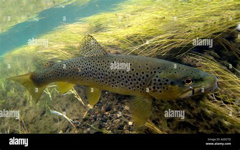 PF 371D MADISON RIVER GERMAN BROWN TROUT Stock Photo Alamy