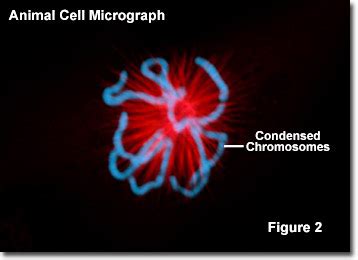 Check spelling or type a new query. Molecular Expressions Cell Biology: Chromatin and Chromosomes