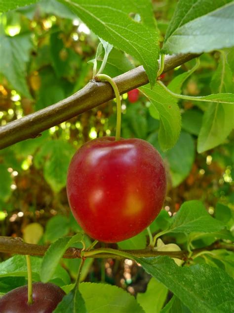 Wild Harvests Cherry Plum An Early Plum Gone Wild