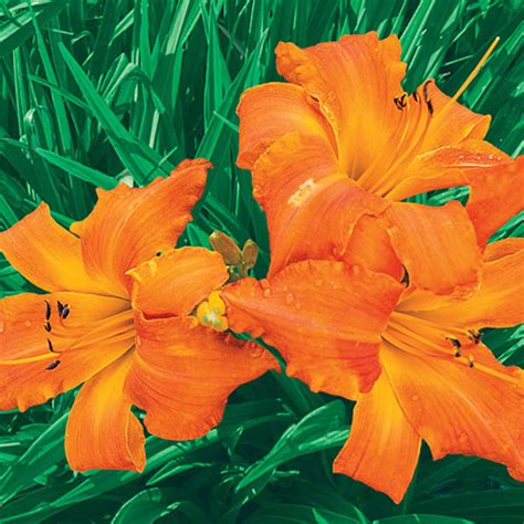 Daylily Primal Scream Spring Planting K Van Bourgondien