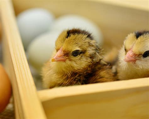 A Beginners Guide to raising baby chicks - The Farming Foodie