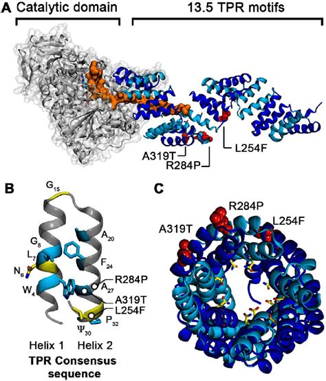 Superhelical Structure Of The Ogt Tpr Domain And Location Of The