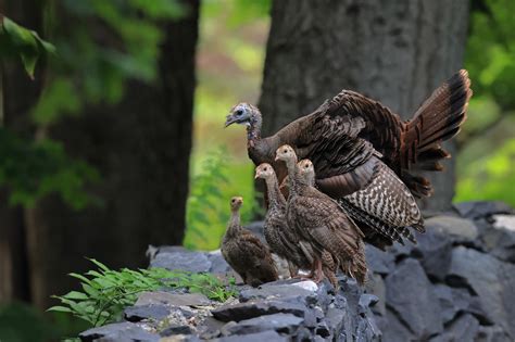 Wild Turkey Research As Important As Ever The National Wild Turkey