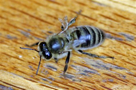 Deformed Wing Virus Honey Bee Suite