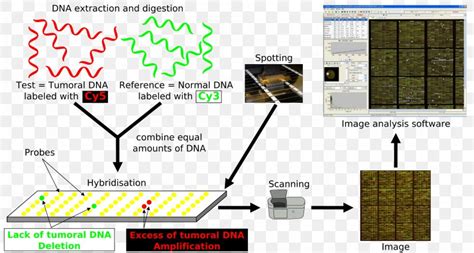 Array Comparative Genomic Hybridization Dna Microarray Genomics Nucleic