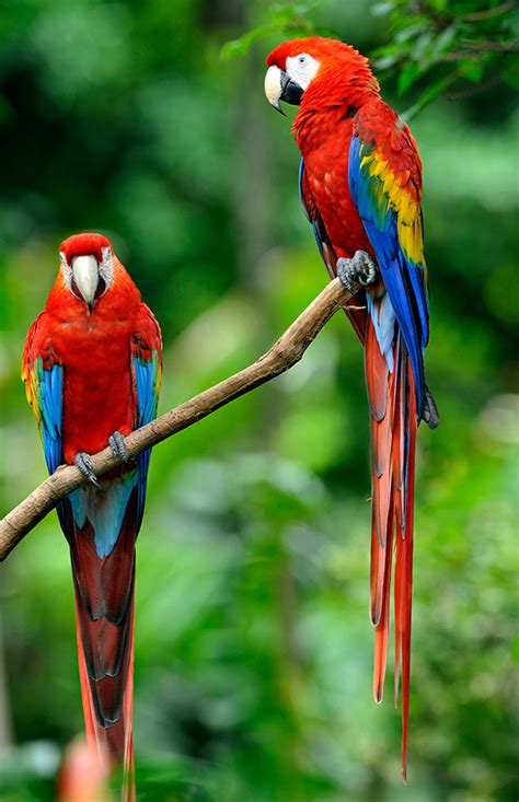 Scarlet Macaw Ara Macao Rainforest Alliance