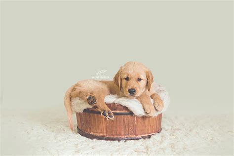 Newborn Pet Photography Puppy Photography Golden Retriever