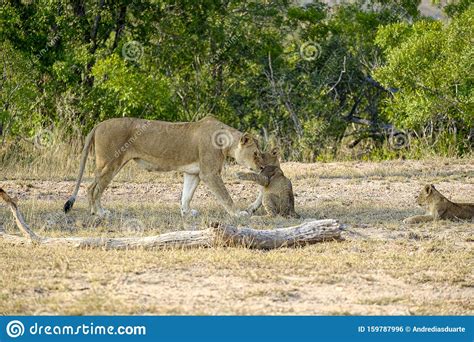 One African Lioness Greeting A Young Cub In The Wild Stock Photo