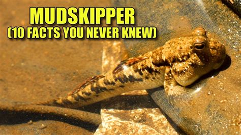 Mudskipper 10 Facts You Never Knew Youtube