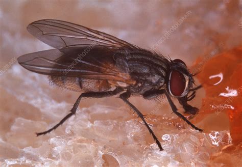 Common House Fly Stock Image Z3400508 Science Photo Library