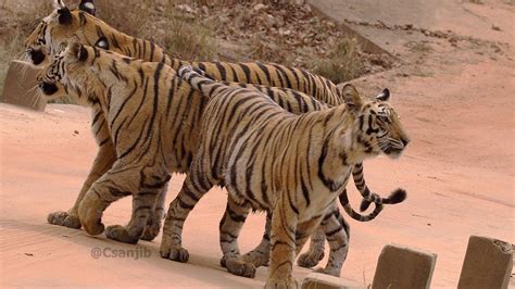 Spotty Tigress With Cubs At Bandhavgarh National Park I Madhya PradeshI