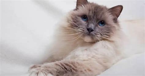 Ragdoll Cat Breed Information Advice About Ragdoll Cats Your Cat