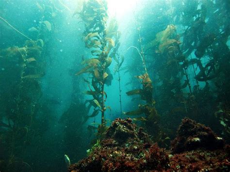 The Kelp Forest Photo Kelp Forest Forest Photos Waterscape