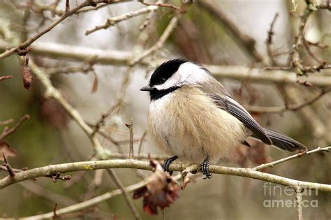 Fluffy Chickadee Photograph By Sharon Talson Pixels