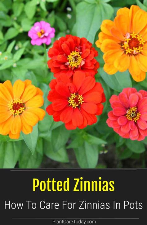 Growing Zinnias In Pots How To Care For Potted Zinnia Plants