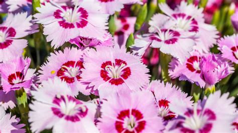 10 Of The Most Aromatic Flowers Care Tips By Gardening Pros