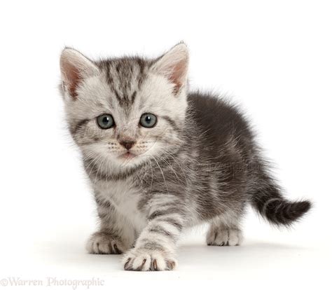 Silver Tabby Kitten 6 Weeks Old Photo Wp44748