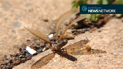 Winged Termites Swarm From Underground Nest Youtube