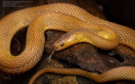 Burrowing Rufous Snake Achalinus Rufenscens —