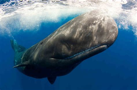 Sperm Whale The Biggest Animals Kingdom