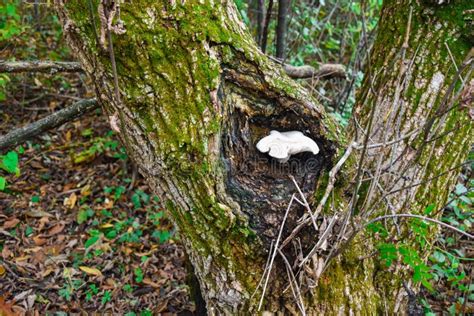 White Fungus Growing In The Crook Of A Tree Stock Image Image Of