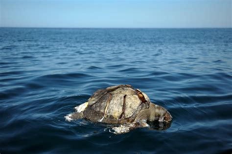 Hundreds Of Dead Sea Turtles Discovered Floating In Pacific In Mystery