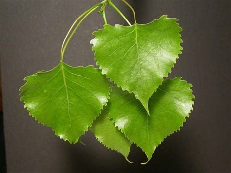 Eastern Cottonwood Tree Leaves Omer Mcdonough