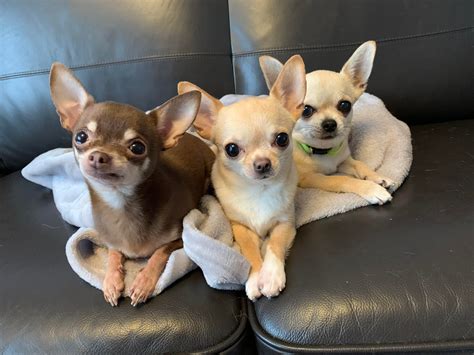 Thats A Lot Of Ears Chihuahua