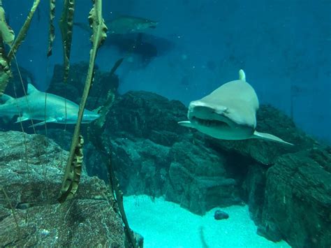 Maritime Aquarium Asks For Help Naming New Shark Exhibit Norwalk Ct