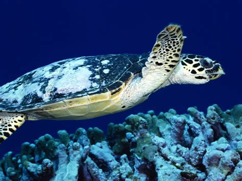 Loggerhead Turtle Travels 23000 Miles From South Africa To Australia