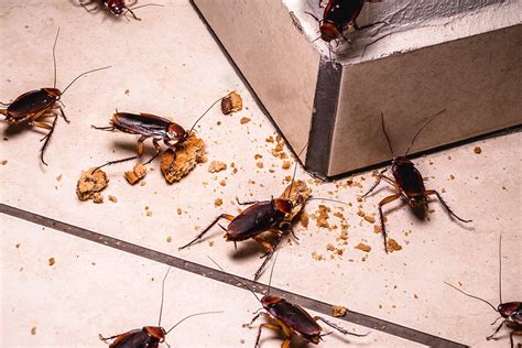 Cockroach Exterminator In Columbus Ohio Envirocare Pest Solutions