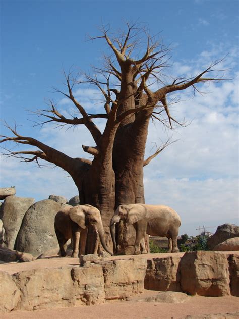 African Elephant Exhibit With Baobab Tree Zoochat