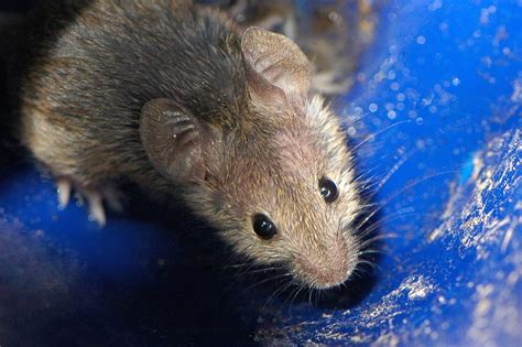 Types Of Rodents Common Rodents Insight Pest Solutions