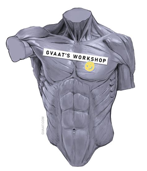 How To Draw The Torso Easier An Illustrated Guide Gvaat S Workshop