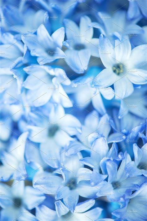 The town is charming and quaint with an interesting museum located in an old church building featuring the cultural and natural history of the surrounding area. Blue spring flowers, macro, vertical | High-Quality Nature ...