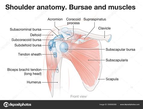 Learn Muscle Anatomy Bursae Hot Sex Picture