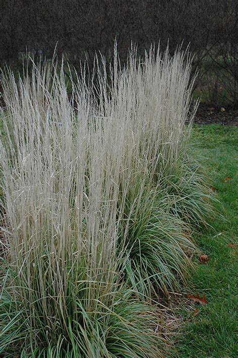 Avalanche Reed Grass Calamagrostis X Acutiflora Avalanche In