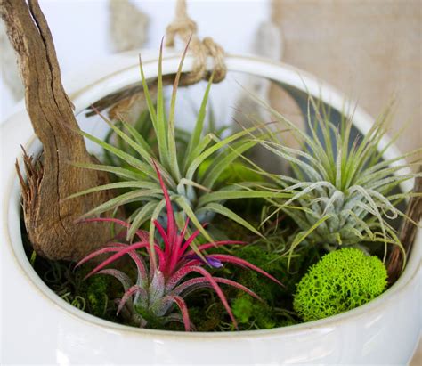 Use once per month to encourage growth, bloom cycle, and offset production. Hanging Air Plant Garden - Kelley and Cricket