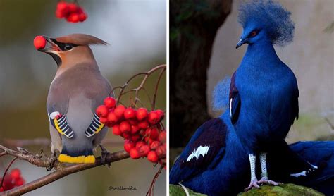 Beautiful Birds That Will Mesmerize You With Their Beauty