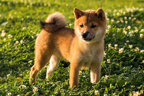 How Often Should You Walk Your Hokkaido Puppy