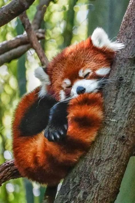 [Most Heart-Melting Animal] Cute Red Panda Raise Their Claws to