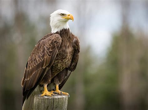 What Is The National Bird Of The Usa And Why Birdfact
