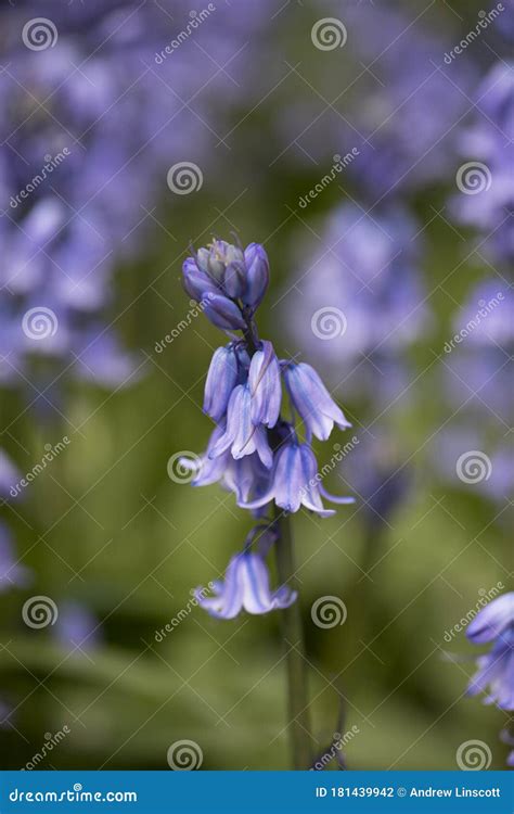 Bluebells In Flower In Spring In A Garden Stock Photo Image Of Season