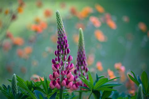 Nature Lupine Hd Wallpaper