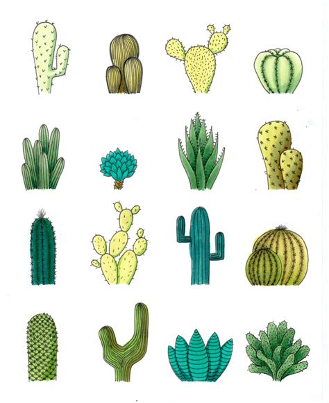 Cactus Drawing Cactus Cactus Illustration
